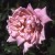 Maman Cochet - 