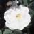 Manning's Blush - 