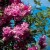 Mannington Mauve Rambler - 