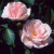 Many Happy Returns - 
