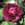 Marcel Bourgouin - 