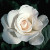 Margaret Merril - 