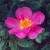 Marguerite Hilling - 