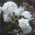 Marie Bugnet - 