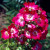 Marjorie Fair - 