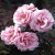 Martha - 