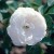 Mary Manners - 