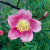 Mary Queen of Scots - 