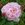 Mary Rose (Auswary) - 