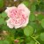 May Queen - 