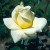 McGredy's Yellow - 