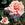 Mme. Abel Chatenay Climber - 