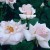 Mme. Butterfly Climber - 
