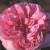 Mme. Ernst Calvat - 