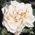 Mme. Jules Gravereaux - 