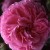 Mme. Lauriol de Barny - 