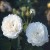 Mme. Legras de St. Germain - 