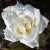 Molly Sharman-Crawford - 