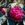 Mousseux du Japon - 