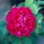 Mrs Anthony Waterer - 