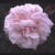 Mrs Paul - 