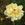 Mrs Pierre S. du Pont - 