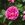 Mrs William Paul - 