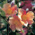 Mutabilis - 
