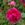 Nanette - 
