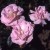 Nathalie Nypels - 