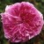 Nestor - 