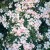 Nozomi - 