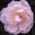 Odorata - 