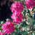Old Blush Climber - 