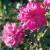 Old Blush - 