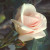 Ophelia Climber - 