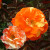 Oranges and Lemons - 