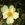 Ormiston Roy - 