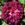 Orpheline de Juillet - 