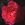 Papa Gontier - 