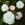 Paquerette - 
