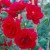 Paul's Scarlet - 