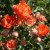 Paul Crampel - 