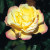 Peace - 