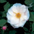 Pearl Drift - 