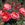Penelope Plummer - 