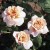 Perle d'Or - 