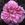 Petite Lisette - 