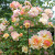 Phyllis Bide - 