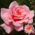 Picture Climber - 